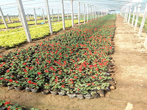 小草花2