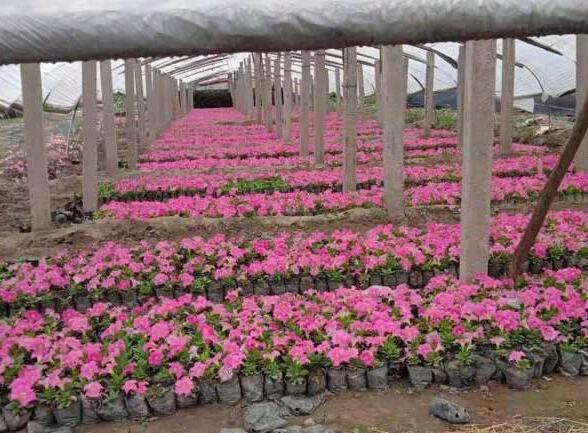 小草花