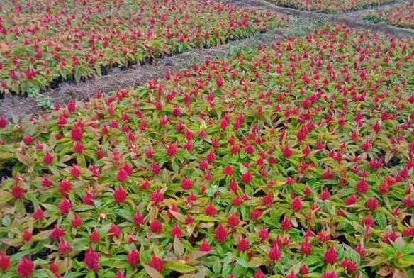 小草花